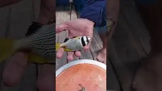 #aquariumfish #fishing #fancy #Aquarium Fishes #youtubeshorts #shorts #ytshort #fish #fisherman