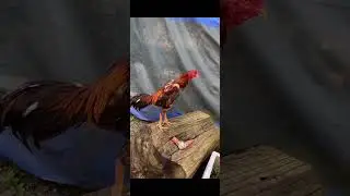 Hint  horozu damızlık küllü hint horozu ötüşü  sezonu beklerken