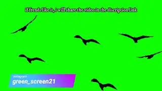 Video Green screen Bundle Animated Birds Flying