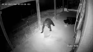 Bear Stealing Our Trash :-)