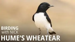 Meet Hume's Wheatear | Oenanthe albonigra
