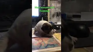 Мой камрад Джек Рассел Терьер. Знакомитесь зовут Джасмин!