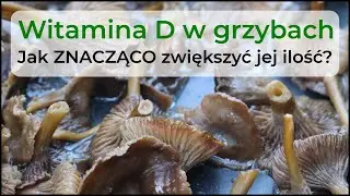 Witamina D w grzybach - jak ZNACZĄCO zwiększyć jej ilość? (fragment wyjątkowego webinaru)