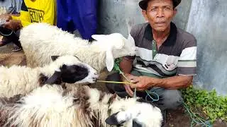 WEDHUS GEMBEL!! Stok indukan mulai 1 jutaan di pasar kragan rembang Jawa Tengah