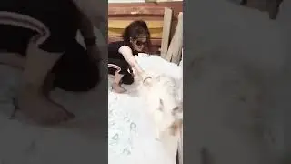 Lady slaughter sheep part 1 