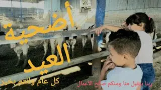 اضحية العيد ذبح عجل هولندي ربنا يتقبل