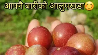 Alupakhada !!!! seasonable fruits !!!!