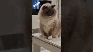 Как так?😸 #рекомендации #шортс #смешныевидео #shorts #приколы #юмор #кот #топ #shortvideo #тренд