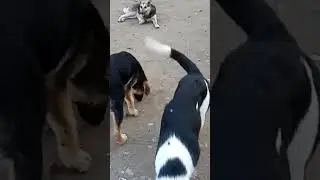 вечерняя перекличка