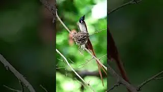 Чудесная съемка птички в режиме Slow motion.
