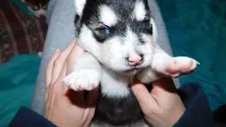 Husky Malamute Puppies 2 weeks old & eyes opening