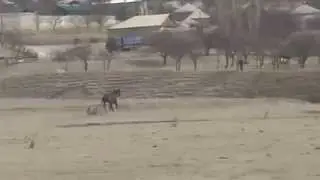 Скачки в с. Зило 2 и 3 партия 2015 г.