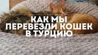 КАК МЫ ПЕРЕВЕЗЛИ ДВУХ КОШЕК В ТУРЦИЮ