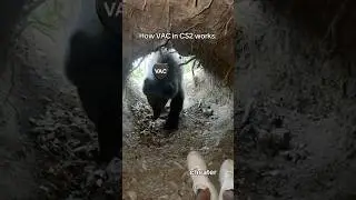 Rare footage of VAC working process #cs2 #cs2memes #counterstrike #csgo #esports #bear