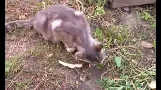 Кошка ест огурцы с грядки
