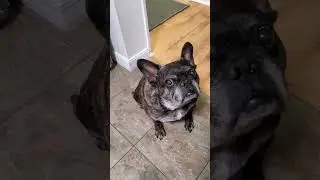 It's dinner time! This boy knows what he wants 😆
