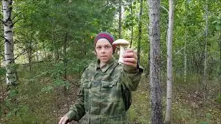Грибной сезон 2021