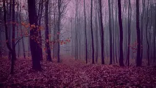 WINTER WALK IN FOREST ON A RAINY DAY, 4K RELAXING ASMR VIDEO, FOG AND MOODY ATMOSPHERE, NO TALKING