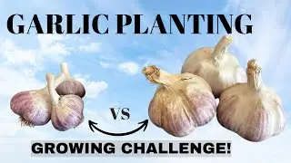 PLANTING GARLIC IN COLD CLIMATES - Garlic Growing Challenge! 🏆🏆