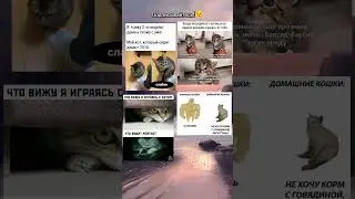 Мемные коты/