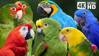 Parrots of Amazon Rainforest | Relaxing Sounds for Stress Relief | Colorful & Breathtaking Nature