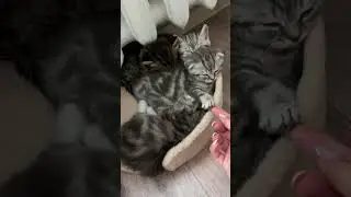 Спят усталые котятки 🥰☺️ #котята #милота #милашки
