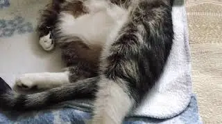 Что кот делает, пока дома никого нет?
