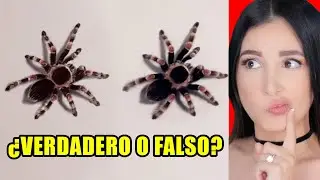 CHALLENGE: REAL vs. FAKE – You Won't Be Able to Guess! | Mariale