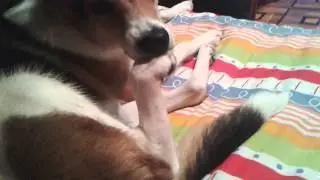 Моя собака грызёт ногти