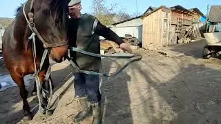 Отличная и хорошая лошадь 🐎💪