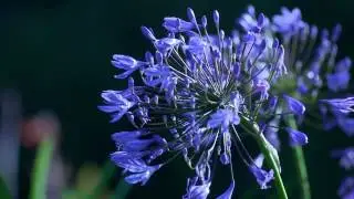 3 Minute Meditation Music   Relaxing Music   Sleep