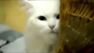 Злые коты и собаки. Домашние животные. Подборка.