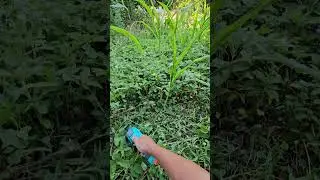 Cutting the weeds using a hedge trimmer #gardening
