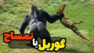 اشتباه تمساح که براش گرون تموم شد | خطاهای حیوانات