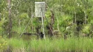 AR-15 Hog Hunting Boar Buster Ammo Review One Shot Kill By Tom Walker