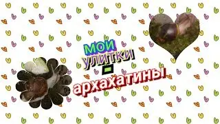 Мои улитки-архахатины