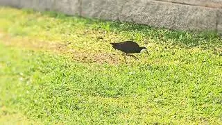 Waking up to nature's symphony: Birdwatching at Evolve Back Hampi, Kamalapura Palace. 🐦🌿
