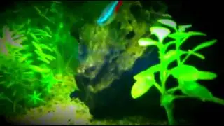 Update on the 30 Gallon Tank New Fish! (Aquarium007)