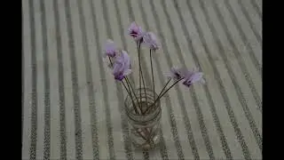ciclamini