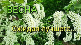 🌸🌸🌸Весна. Ожидая лучшего...🌸🌸🌸