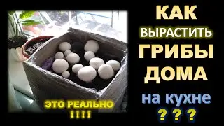 🌿Выращивание шампиньонов в домашних условиях #DENLife