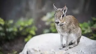 Мара. В мире животных