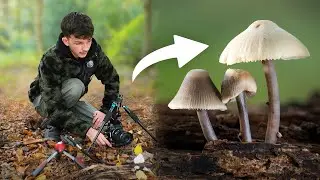 Peak Mushroom Season Macro Photography