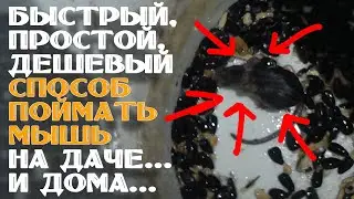 ЗАВЕЛИСЬ МЫШИ? ОЧЕНЬ ПРОСТОЙ СПОСОБ ПОЙМАТЬ МЫШЬ / МЫШЕЛОВКА СВОИМИ РУКАМИ / БЫСТРО, ДЕШЕВО И ПРОСТО