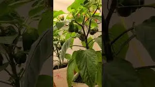Twitch Plays IRL #garden simulator