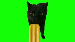 Black Cat Licking Ice Cream Memes | Green Screen HD