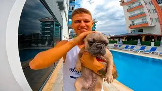 ДАНЯ ЗАХОТЕЛ КУПИТЬ ФРАНЦУСКОГО БУЛЬДОГА 🐶