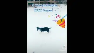 #Зима_И_Пёс_По_Клички_Дик