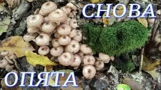№391/ ВОСПОМИНАНИЕ! УДАЧНАЯ поездка в лес за ОПЯТАМИ