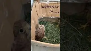 Сокол ПУСТЕЛЬГА 🦅🦅🦅 Спасательная миссия часть 2